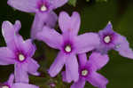 Rose verbena